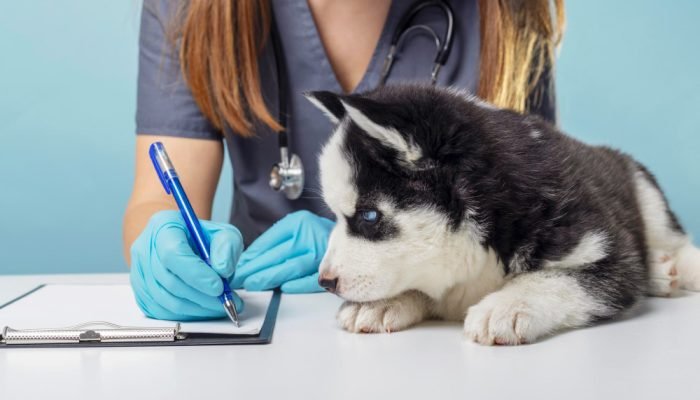 medica-veterinaria-ao-lado-de-um-filhote-de-husky-siberiano.jpg