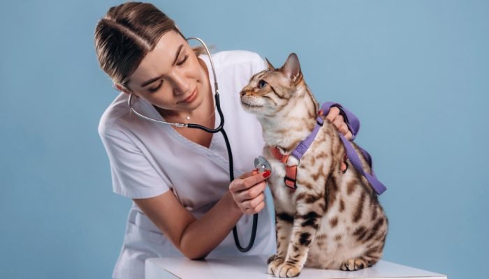medica-veterinaria-examinando-um-gato-1.jpg