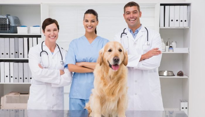 medicos-veterinarios-e-Golden-Retriever-e1757339526696.jpg medicos-veterinarios-e-Golden-Retriever-e1757339526696.jpg