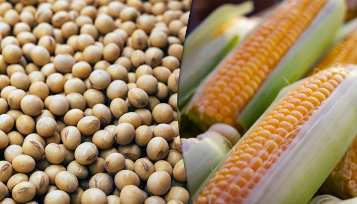milho-e-soja.png