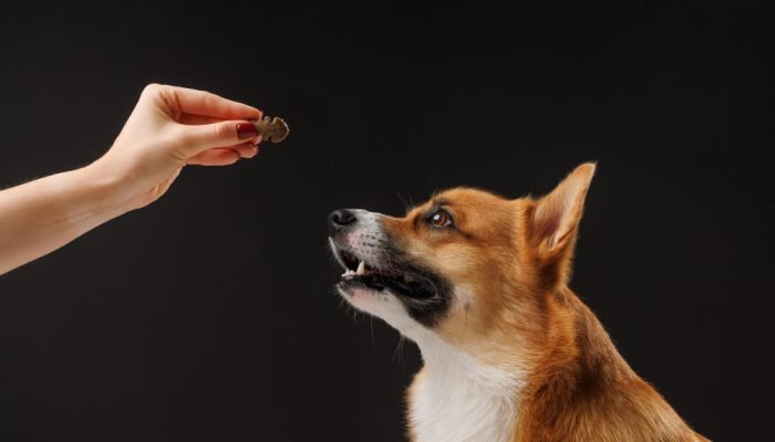mulher-oferecendo-petisco-para-cachorro.jpg mulher-oferecendo-petisco-para-cachorro.jpg