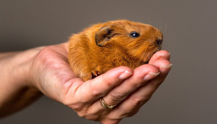 mulher-segurando-um-hamster-na-mao.jpg mulher-segurando-um-hamster-na-mao.jpg