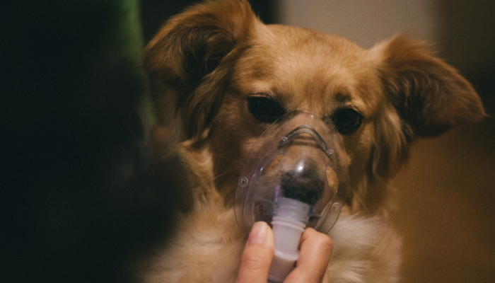 nebulizacao-pet.png nebulizacao-pet.png