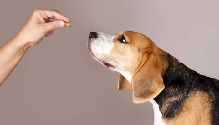 o-cao-beagle-esta-a-espera-de-receber-um-comprimido-das-maos-dono-ou-de-um-medico-scaled.jpg o-cao-beagle-esta-a-espera-de-receber-um-comprimido-das-maos-dono-ou-de-um-medico-scaled.jpg
