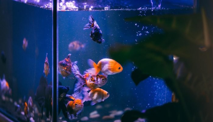 peixes-dentro-de-um-aquario.jpg
