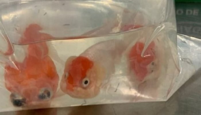 peixes02.jpg peixes02.jpg