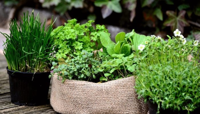 plantas-medicinais.jpg plantas-medicinais.jpg