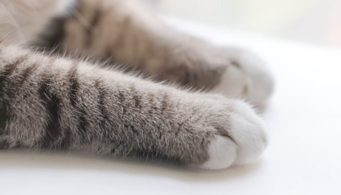 polidactilia-em-gatos.jpg polidactilia-em-gatos.jpg