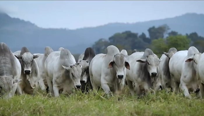 prosa-com-o-deva-pecuaria-no-rio-de-janeiro.jpg prosa-com-o-deva-pecuaria-no-rio-de-janeiro.jpg