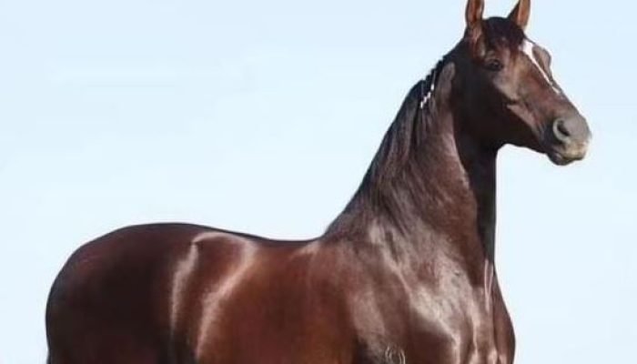 q0ZICWjL-cavalo-destaque-capa.jpg q0ZICWjL-cavalo-destaque-capa.jpg