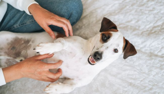 qualidade-de-vida-pet-1.png qualidade-de-vida-pet-1.png