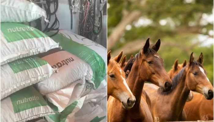racao-Nutratta-morte-de-cavalos.jpg