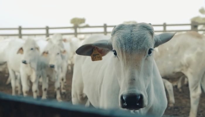 reducao-marca-a-fogo-substituicao-brincos-bottons-fazenda-sao-clemente-agropecuaria-marcondes-cesar.jpeg reducao-marca-a-fogo-substituicao-brincos-bottons-fazenda-sao-clemente-agropecuaria-marcondes-cesar.jpeg