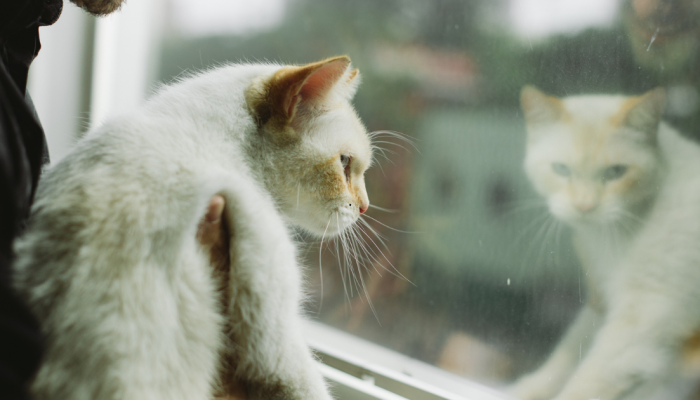 reflexo-gato.png reflexo-gato.png