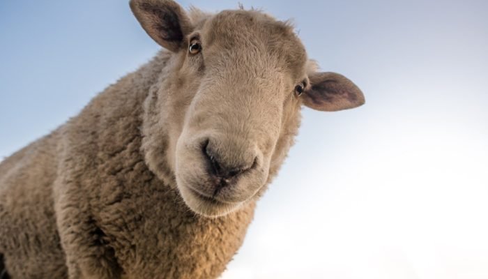 sheep-1822137_1920-1536×1019.jpg sheep-1822137_1920-1536x1019.jpg