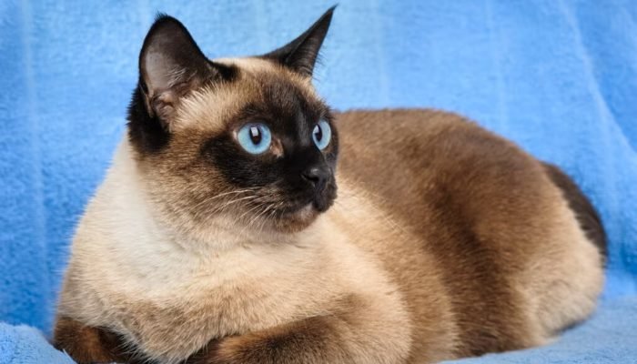 siamese-cat-closeup-1024x681.jpg