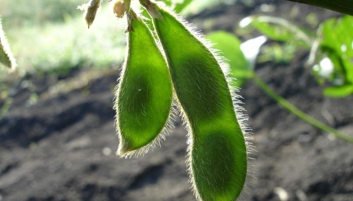 soy-998566_960_720.jpg soy-998566_960_720.jpg