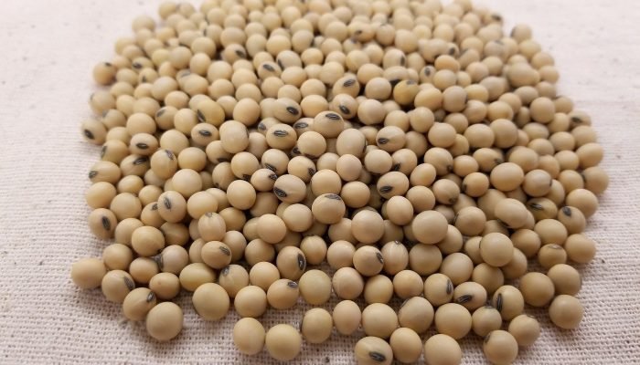 soybean-3754425_1920.jpg soybean-3754425_1920.jpg