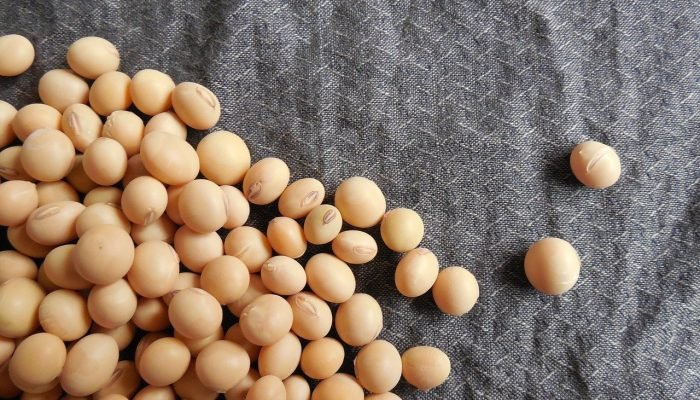 soybeans-182295_1280.jpg soybeans-182295_1280.jpg