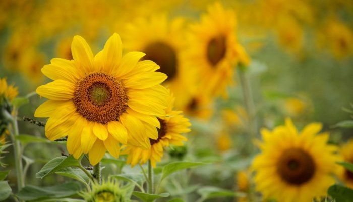 sunflower-4866445-1536×1024.jpg sunflower-4866445-1536x1024.jpg