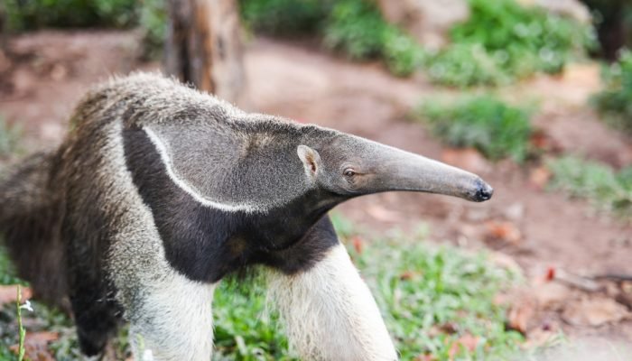 tamandua-na-natureza.jpg tamandua-na-natureza.jpg