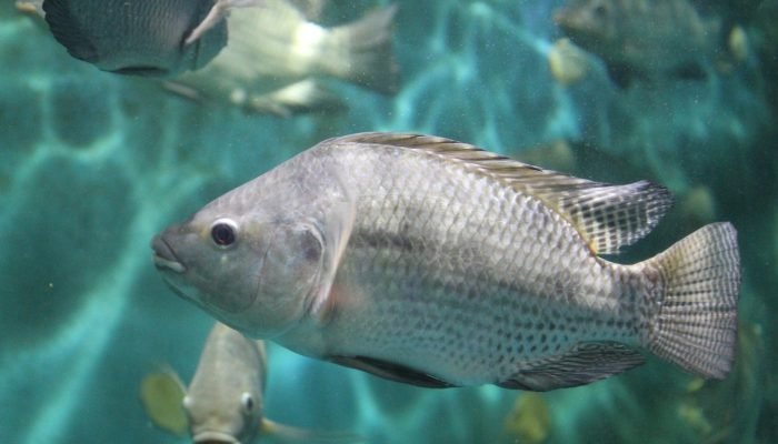tilapia-1536x1024.jpg