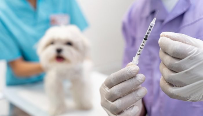 vacinacao-cachorro.jpg
