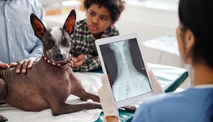 veterinaria-avaliando-o-exame-de-um-cachorro.jpg veterinaria-avaliando-o-exame-de-um-cachorro.jpg