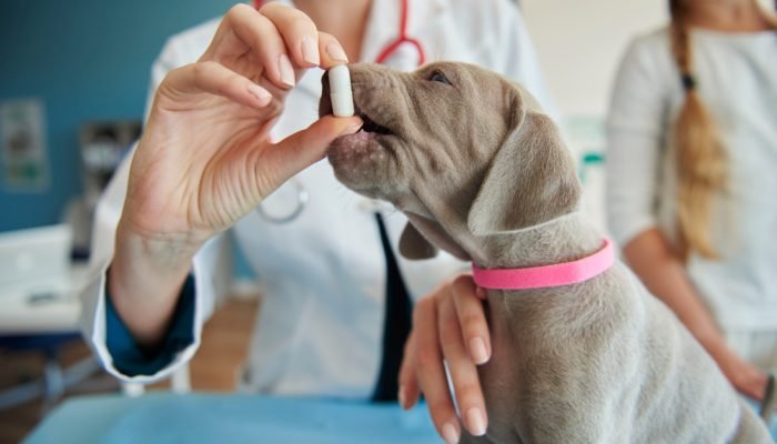veterinaria-dando-remedio-para-um-filhote-de-cachorro.jpg