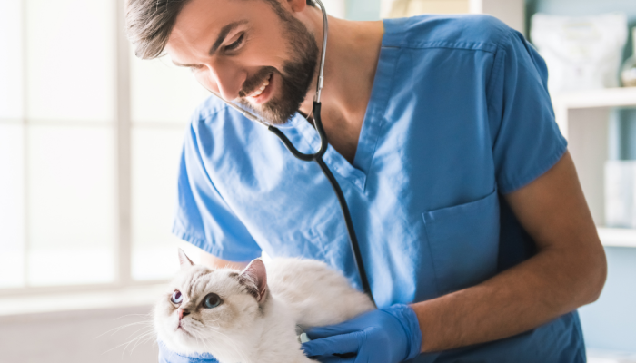 veterinario-e-gato.png