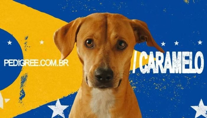 vira-lata-caramelo-icone-da-cultura-brasileira-ganha-leao-em-cannes-1750347341423_v2_900x506.jpg.web_.jpeg vira-lata-caramelo-icone-da-cultura-brasileira-ganha-leao-em-cannes-1750347341423_v2_900x506.jpg.web_.jpeg